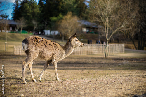Sika deer in Nara Park, Japan © MingYin