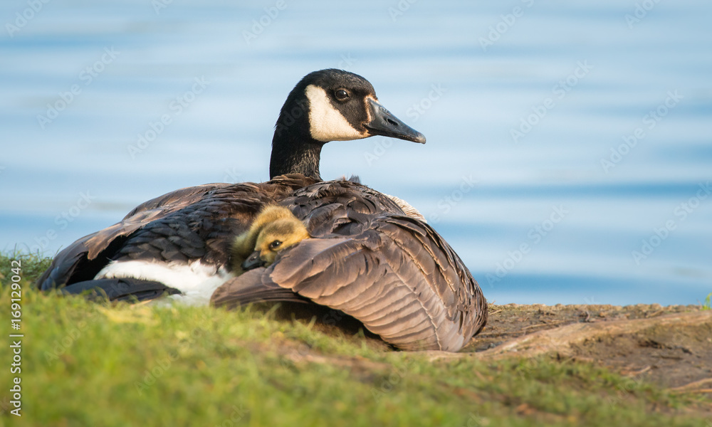 Fototapeta premium Geese