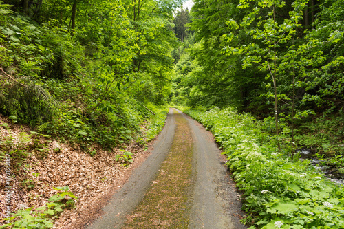 Narrow path lit by soft spring sunlight. Forest spring nature. Spring forest natural landscape with forest trees