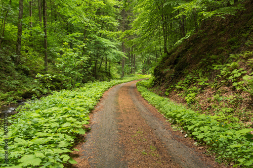 Narrow path lit by soft spring sunlight. Forest spring nature. Spring forest natural landscape with forest trees