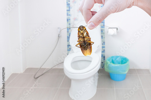 Hand holding cockroach on toilet background, eliminate cockroach in toilet