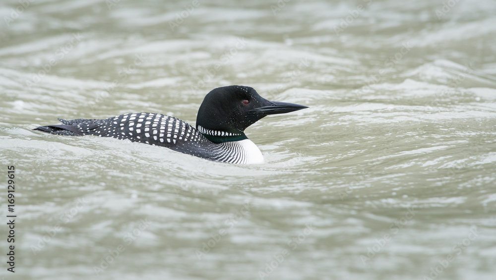 Fototapeta premium Loon