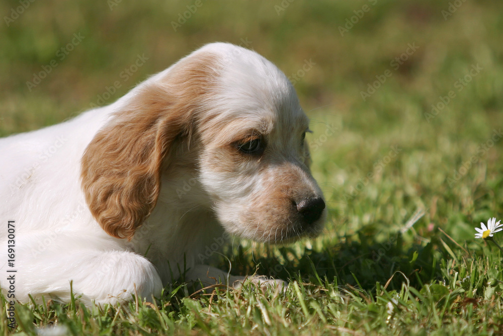 English Setter dog English Setter dog