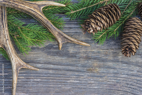 hunting background with deer antlers and fir branch with cones on rustic background photo