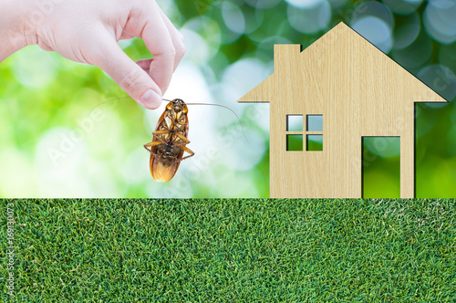 Woman's Hand holding cockroach on house icon from  wooden on grass texture nature background as symbol of eliminate cockroach in apartment and house