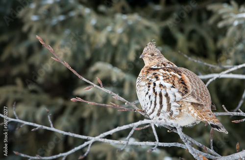 Grouse