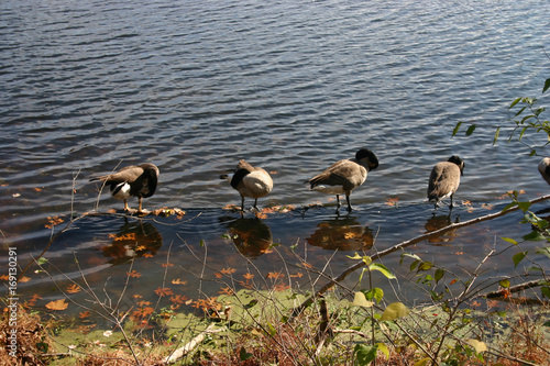 Geese at the Lake