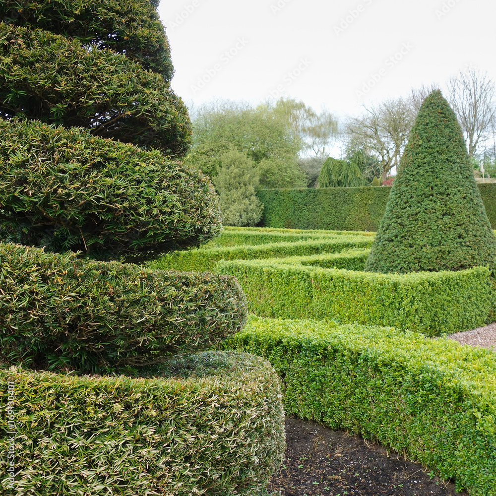 Topiary trees and hedges in the formal UK garden Topiary trees and hedges in the formal UK garden