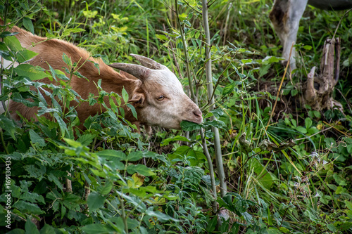 Goats in Waldeck  Germany