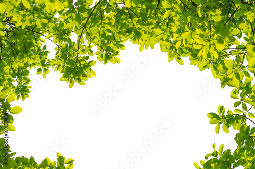 green leaves frame isolated on white background with copy space for text and product design.