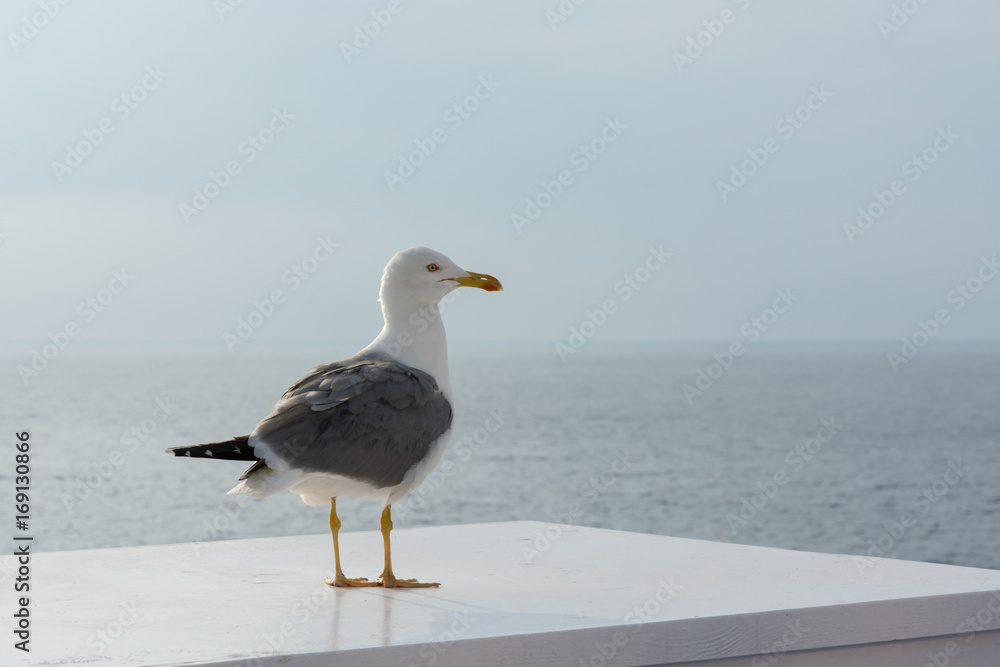 Fototapeta premium Lazy seagull on the boat