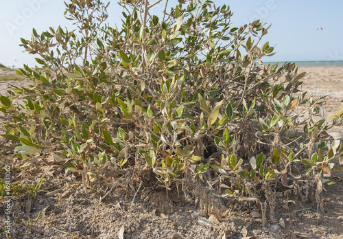 Mangrove plants with roots on sandy beach photo