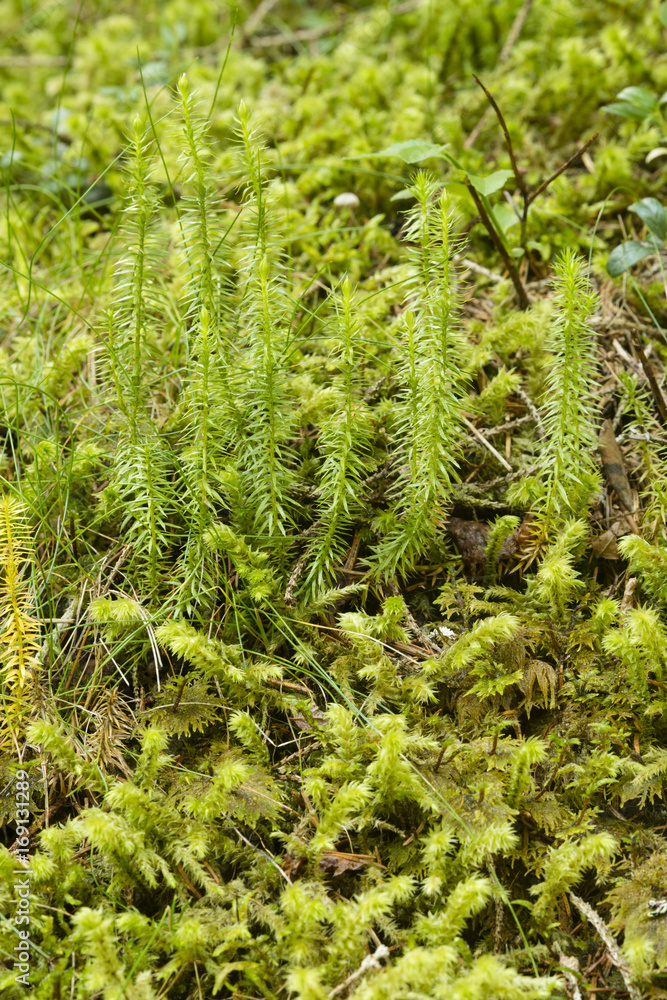 Close up of green moss undergrowth