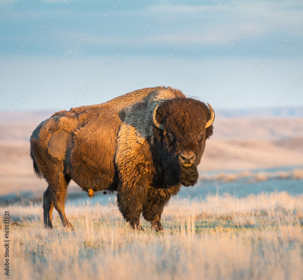 Bison