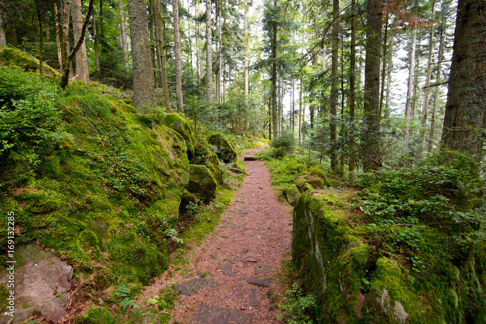 Wanderweg in der Nähe des Lac de la Maix in den Vogesen