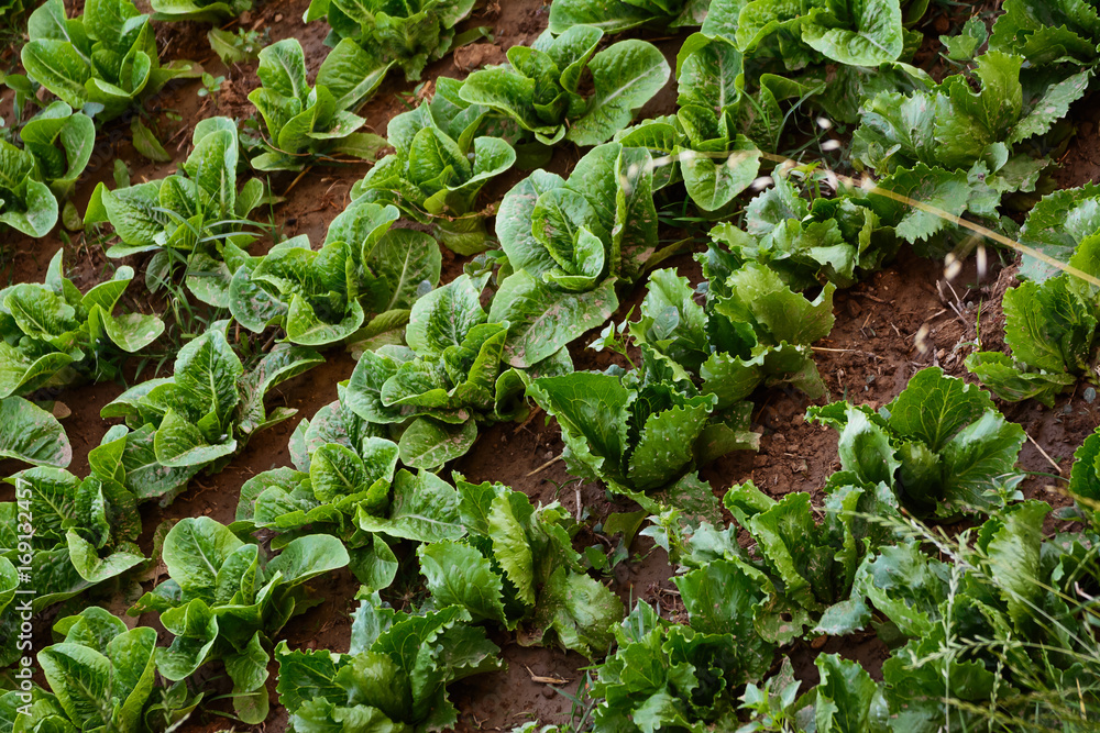 cultivated garden to lettuce and endive cultivated garden to lettuce and endive