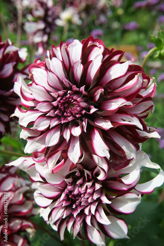 Fototapeta Naklejka Na Ścianę i Meble -  Dahlia Tartan