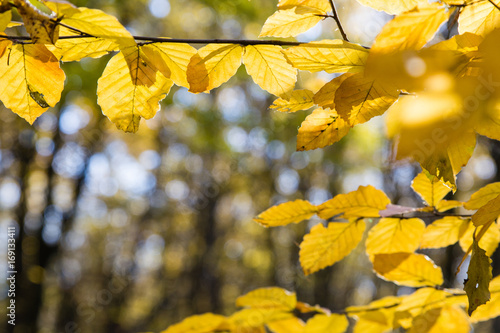 yellow leaves in sunlight in autumn forest