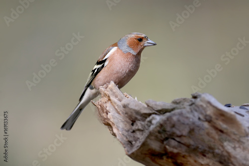 Close up portrait male of The common chaffinch (Fringilla coelebs) on the stump. Nice blurred background