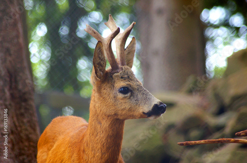 Roe Capreolus capreolus