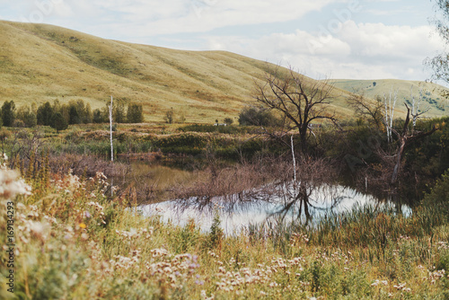 Several dead dry trees next to waterlogged rushy pond reflecting in the water with beautiful autumn landscape around: hills in distance, overcast sky, Altai district, Russia