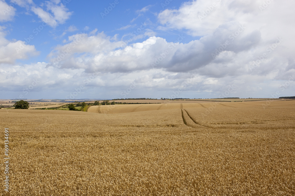 undulating wheat fields