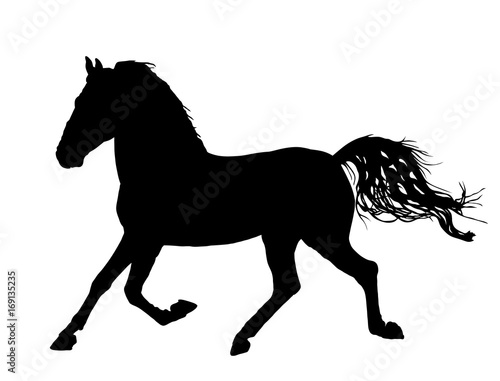 Elegant horse in gallop, vector silhouette illustration. Horse race, isolated on white background. 