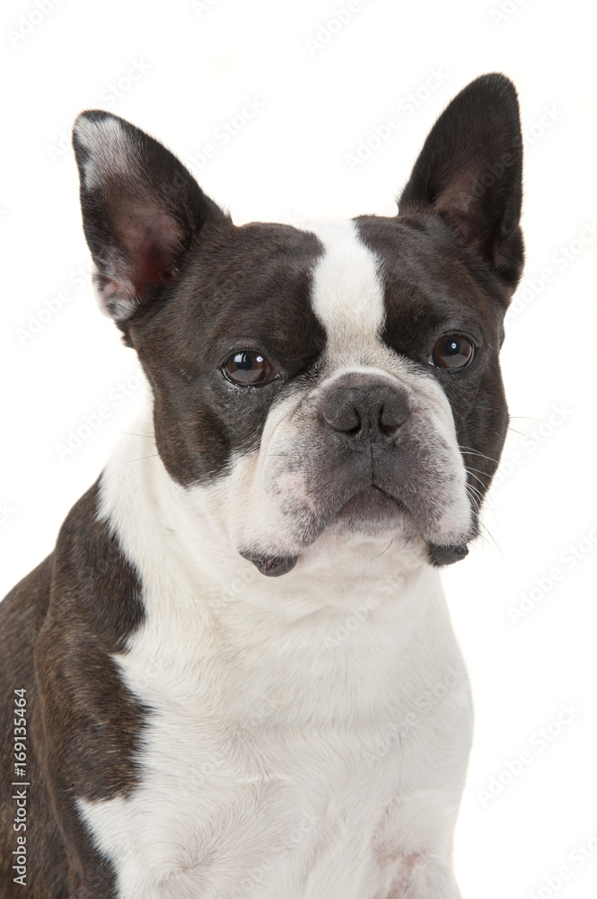 Rassehund Boston Terrier im Portrait