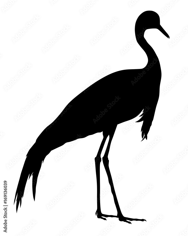 Fototapeta premium Demoiselle crane