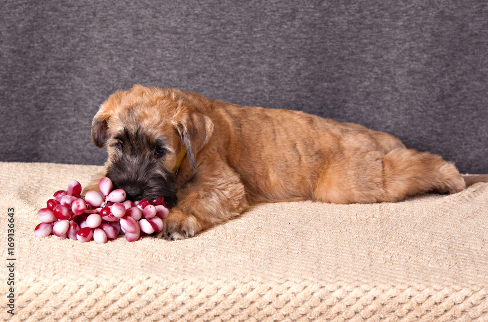 Irish Soft Coated Wheaten Terrier puppy put a muzzle on a bunch of grapes Irish Soft Coated Wheaten Terrier puppy put a muzzle on a bunch of grapes