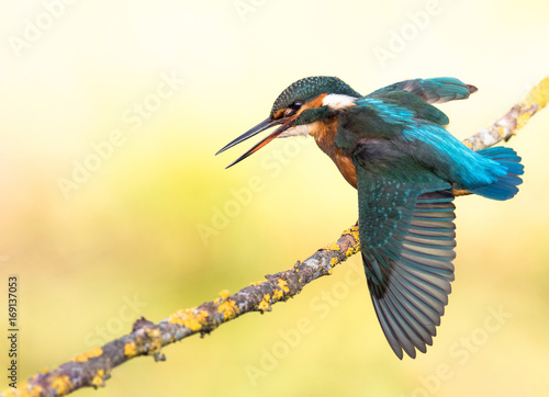 Foto Kingfisher bird (Alcedo atthis) flapping