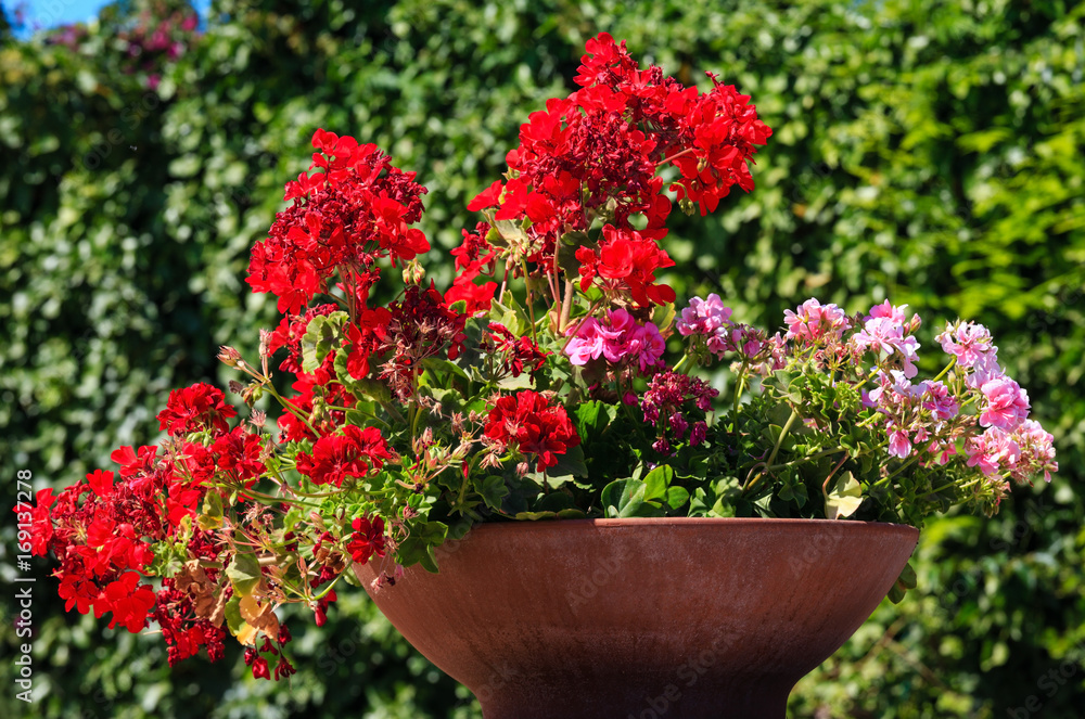 Geranium in flowerpot outdoor.