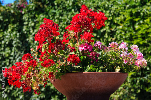 Geranium in flowerpot outdoor.