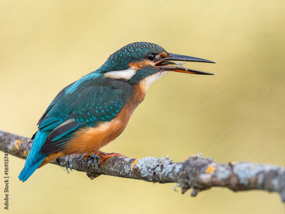 Fototapeta premium Kingfisher bird (Alcedo atthis) eating a fish