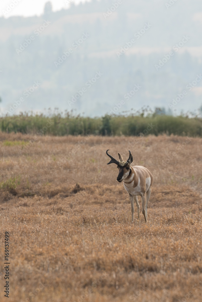 Fototapeta premium Pronghorn Antelope buck