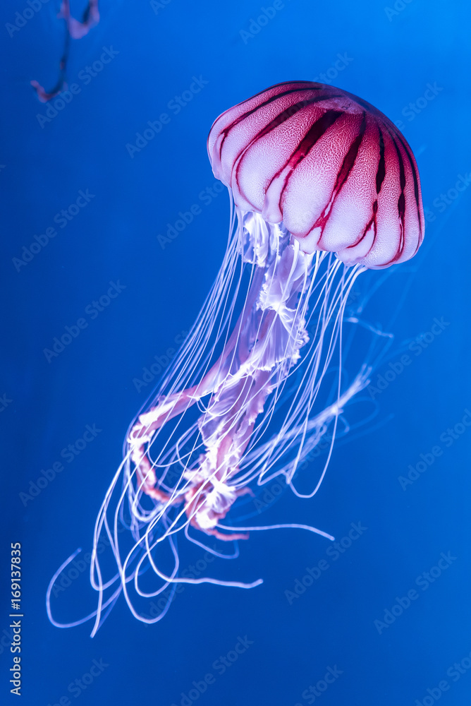 Obraz premium Pokrzywa Chrysaora melanaster Meduza. Vibrant Pink na głębokim niebieskim tle