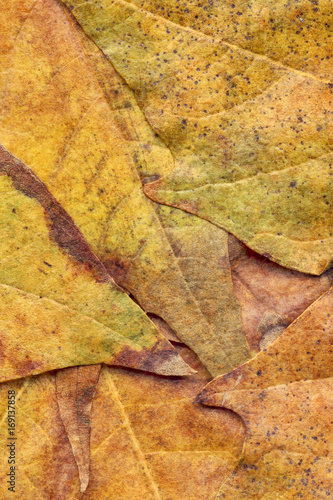 Autumn Foliage Background Grunge Texture