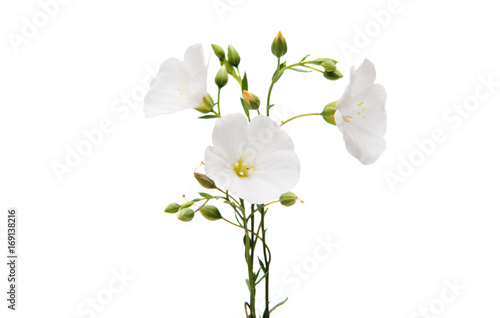 White flax flower photo