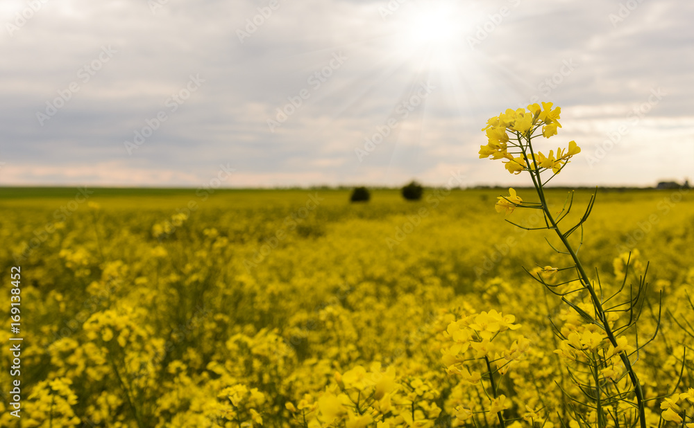 Obraz premium Canola field closeup with a blurred blue sea as background.