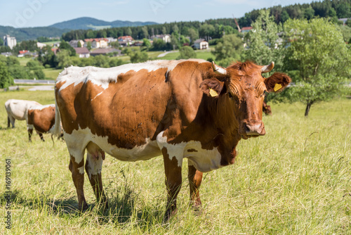 Rinderhaltung auf der Weide