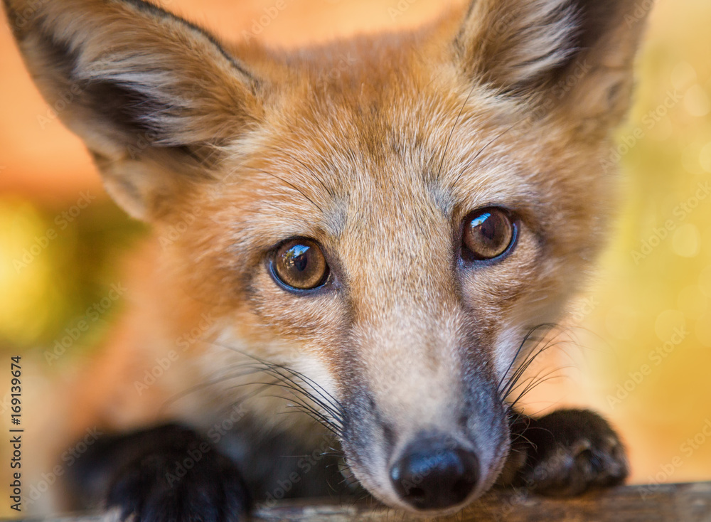 Fototapeta premium Kit Fox Portrait