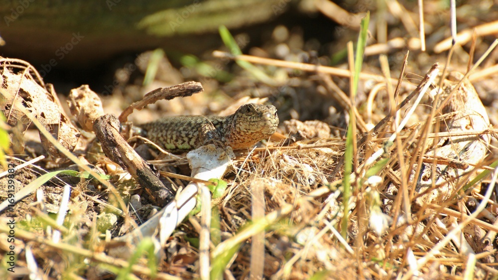 Männliche Mauereidechse (Podarcis muralis brongniardii) neben Knochen
