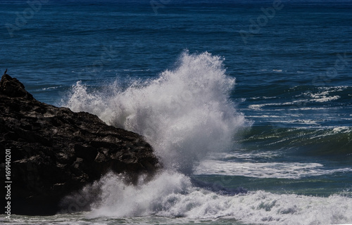 Ocean wave on a rock in front of a bird