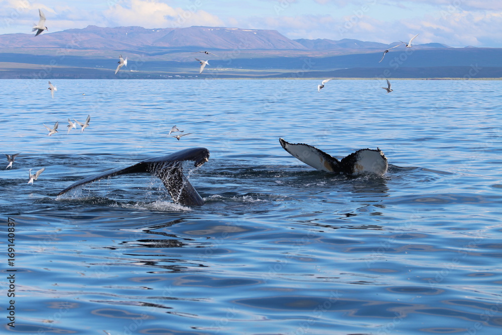 Naklejka premium Kilka wielorybów w fiordzie w Islandii