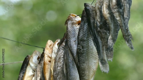 The fish is dried on a rope photo