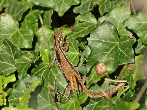 Weibliche Mauereidechse (Podarcis muralis brongniardii) 
 photo