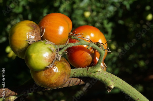 Kraut- und Braunfäule (Phytophthora infestans) an Tomaten photo