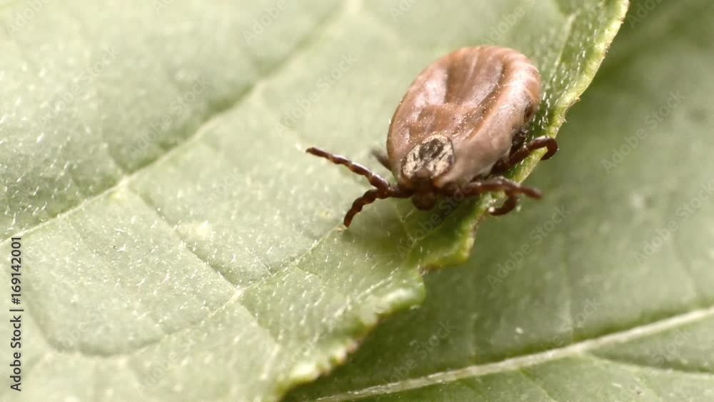The tick crawls along the green leaf The tick crawls along the green leaf