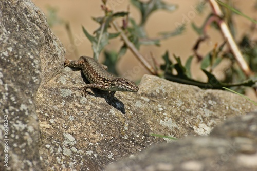 Männliche Mauereidechse (Podarcis muralis brongniardii)  photo