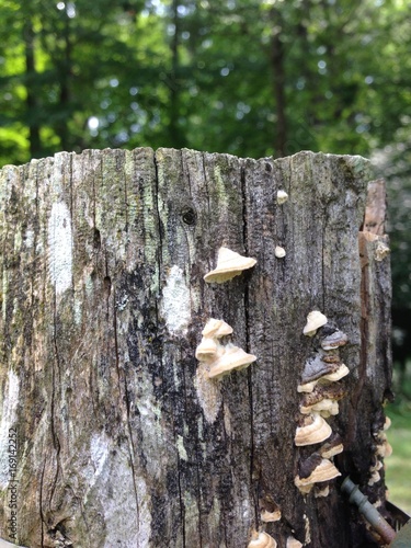 Fungi on garden post